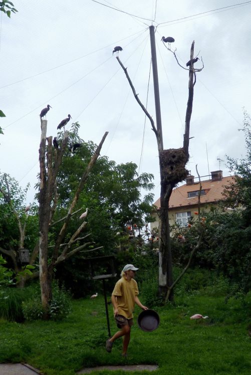 Klikněte pro zobrazení původního (velkého) obrázku